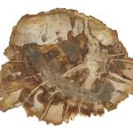 Petrified Wood Pedestal