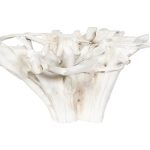 Teak Root Dining Table Base, Bleached