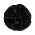 Petrified Coffee Table, Round, Metal Black Base