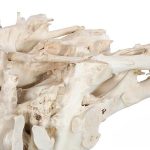 Teak Root Dining Table Base, Bleached
