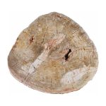 Petrified Wood Coffee Table, Black Metal Base