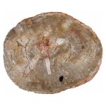 Petrified Wood Coffee Table, Black Metal Base