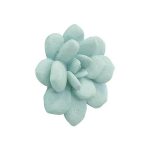Laui Succulent Wall Art, Sage