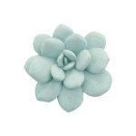 Laui Succulent Wall Art, Sage