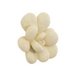Oviferum Succulent Wall Art, Chartreuse