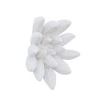 Compactum Succulent Wall Art, White Stone