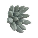Compactum Succulent Wall Art, Forest