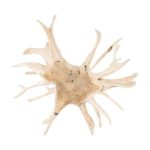 Wood Wall Decor, Bleached
